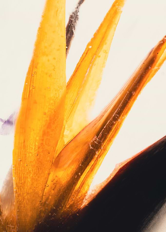 Strelitzia in ice 1