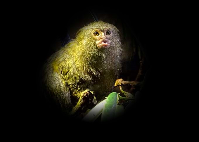 Marmoset