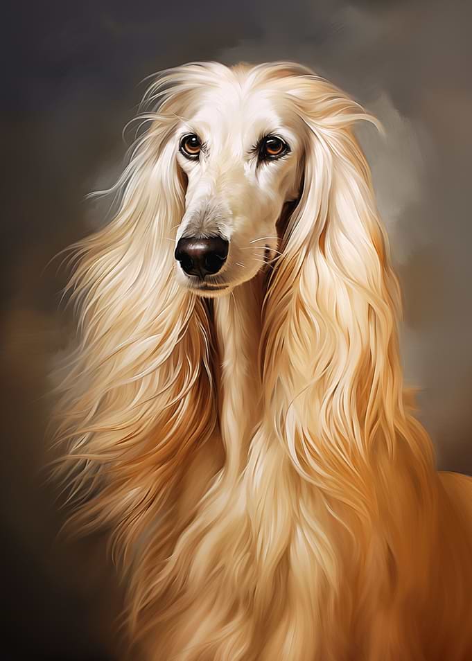Afghan Hound