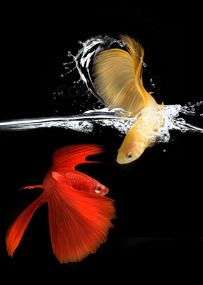fish art love