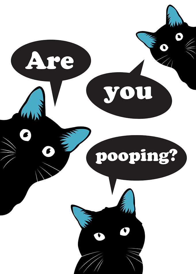 Black Cat Are You Pooping