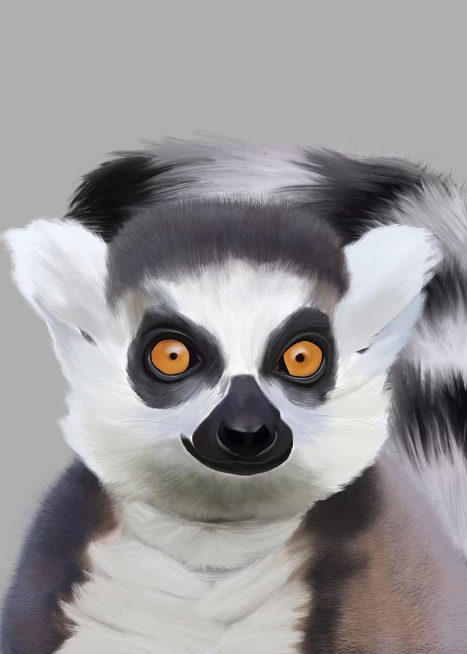 Ring Tailed Lemur