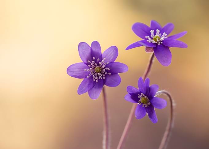 Spring purple flowers