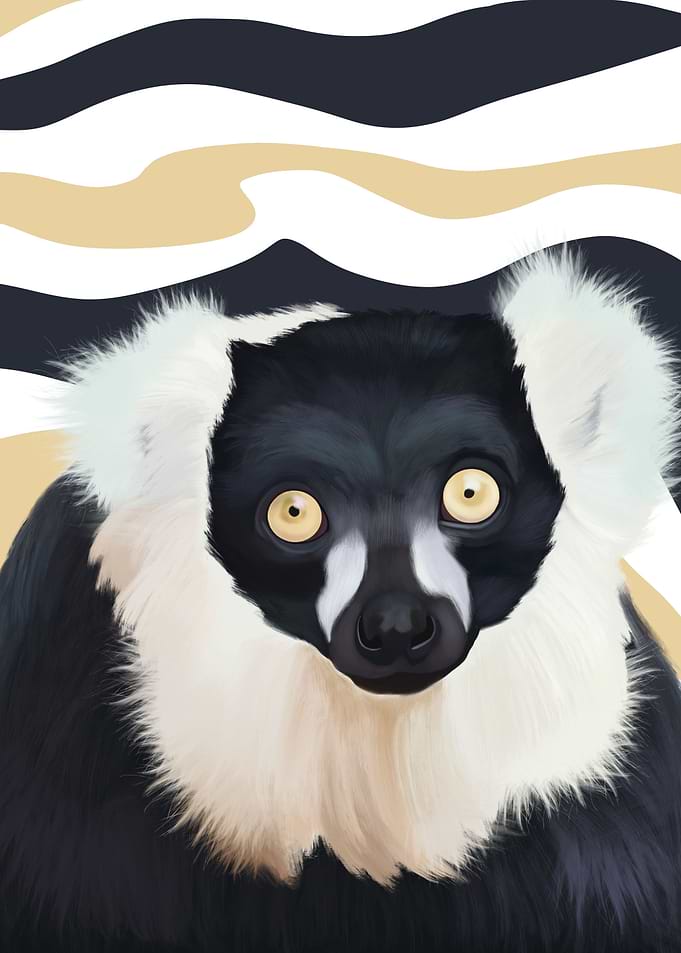Black White Ruffed Lemur