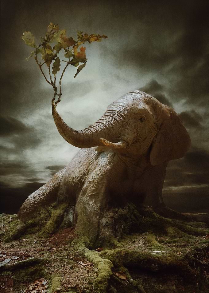 Force of Nature