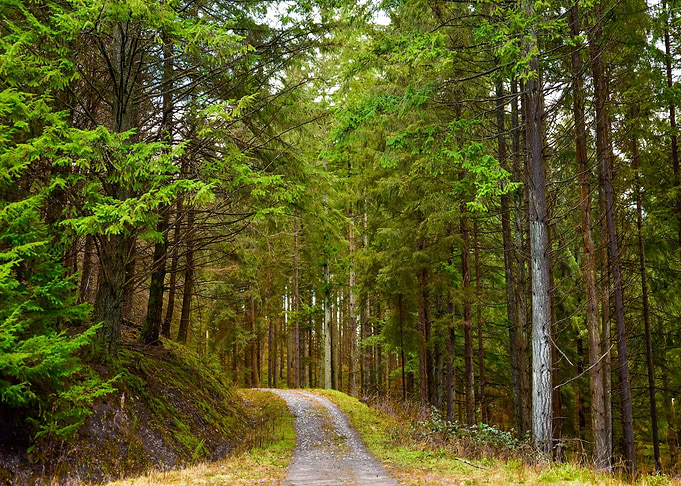 Scotland Forest
