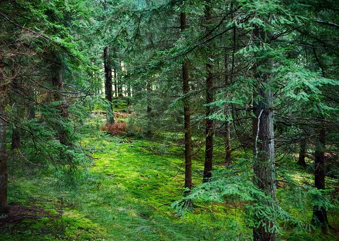 Scotland Forest