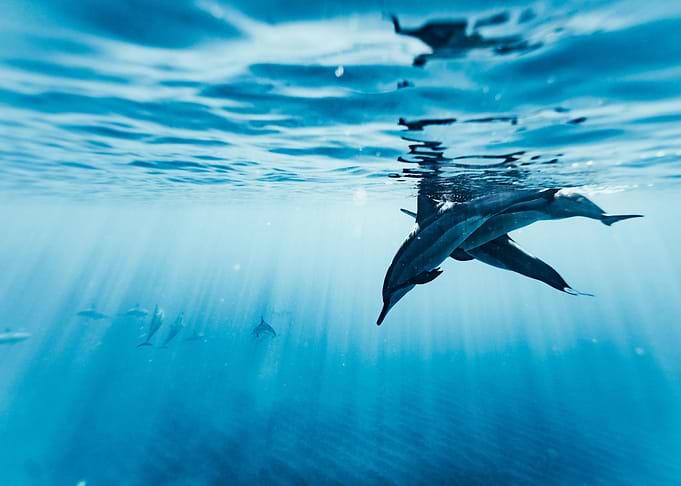 dolphin and sunlight