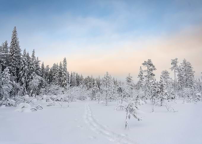 Winter Forest Hues