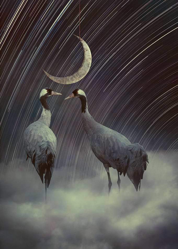 Cranes Amongst the Stars