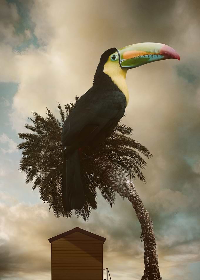 Titan Toucan