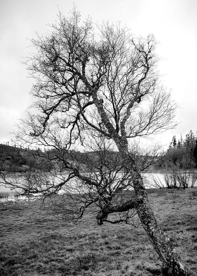 Monochrome Tree