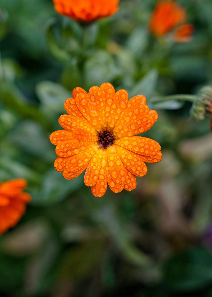 Orange Flower