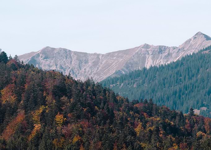 Mountain Tree Bliss 3