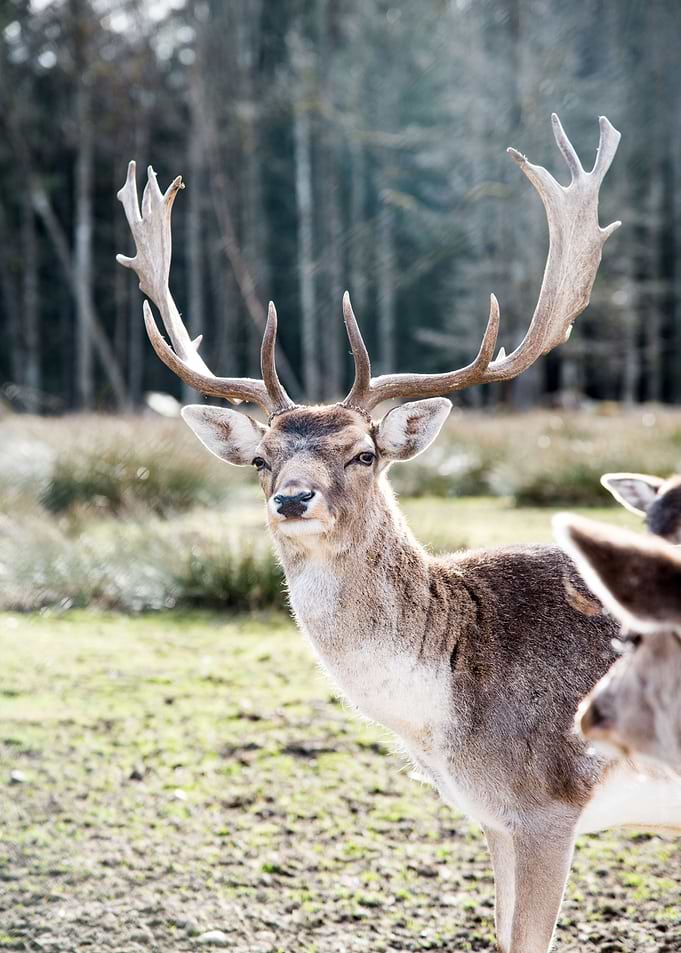 Stag in the Forest 3