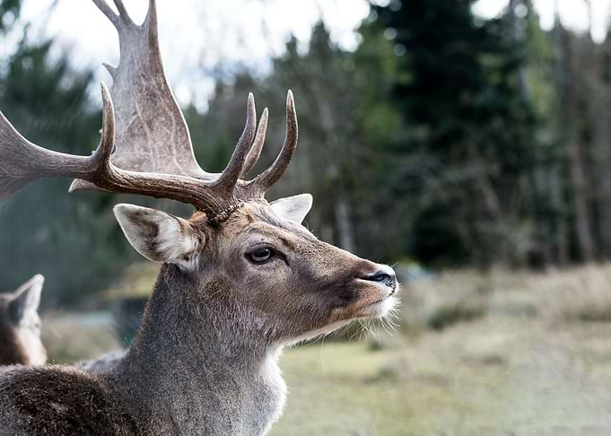 Stag in the Forest 1