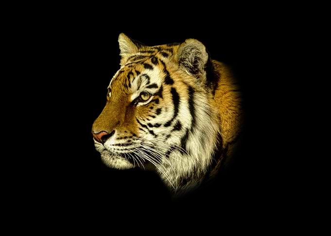 Tiger portrait