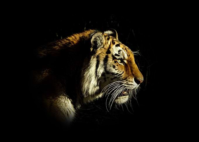 Tiger portrait