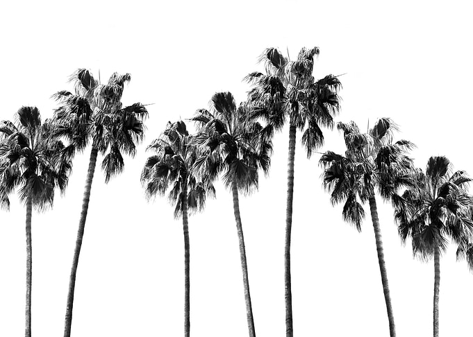 Tropical Palms Vibe 1