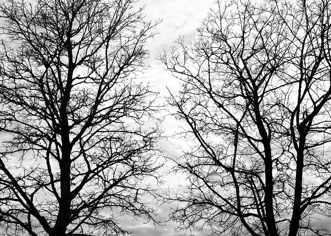 Tree Silhouettes 5