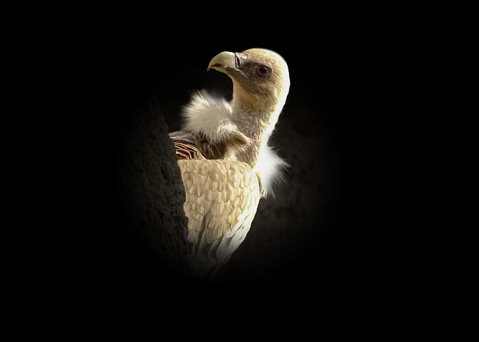Vulture