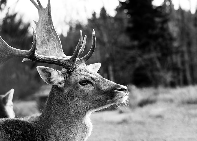 Stag in the Forest 2