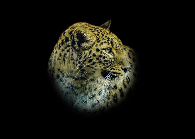 Leopard