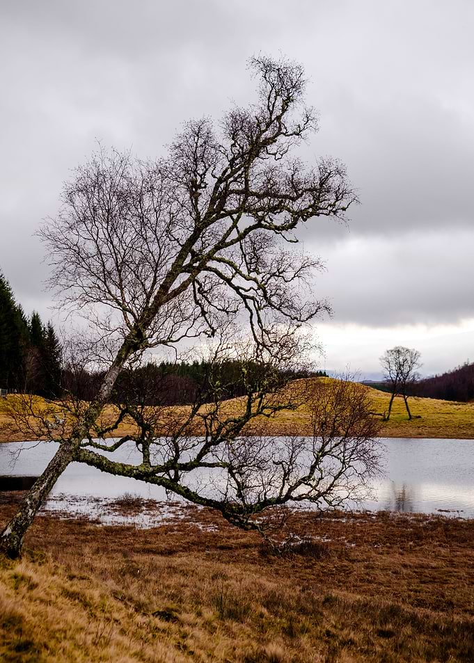 One Tree