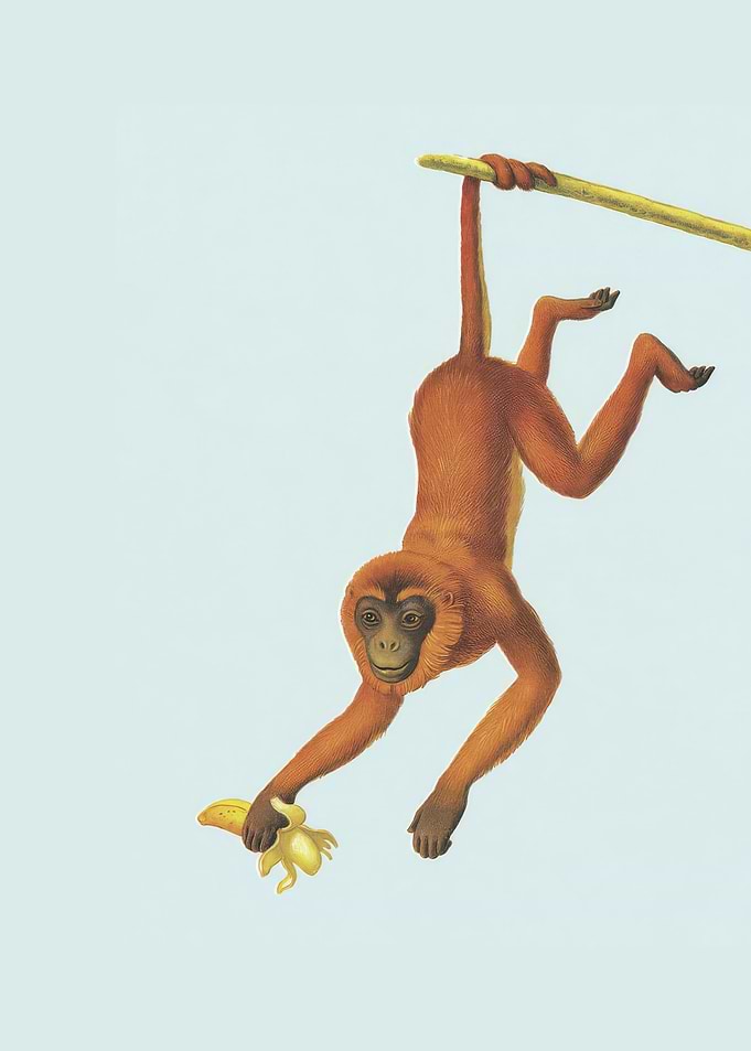 Monkey