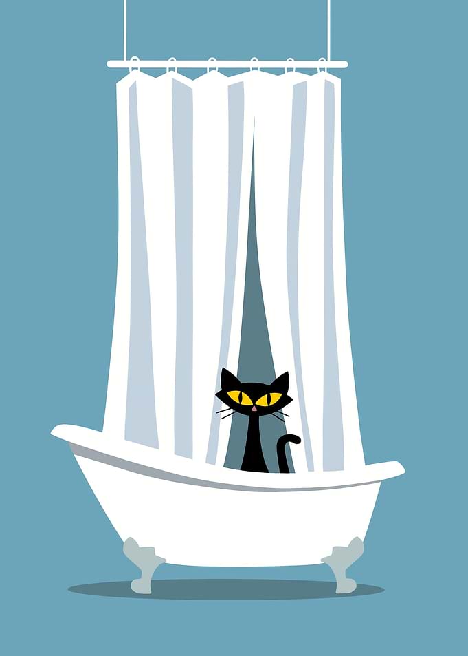 Shower Cat