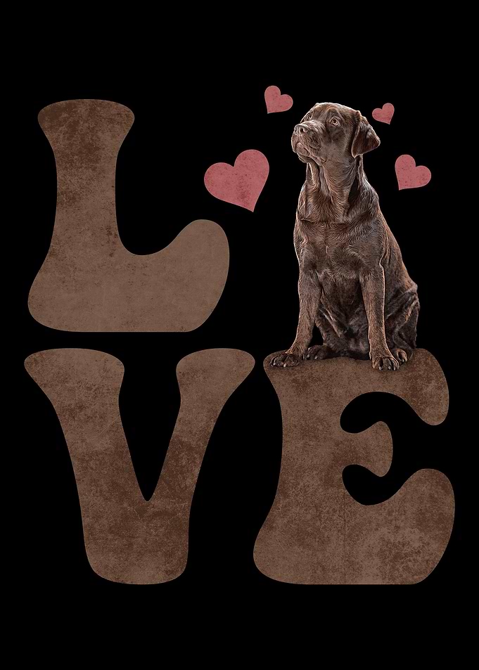 Chesapeake Bay Retriever