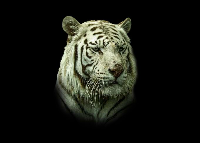 White tiger