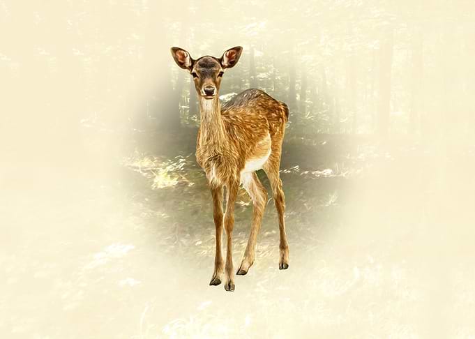 Little fallow deer