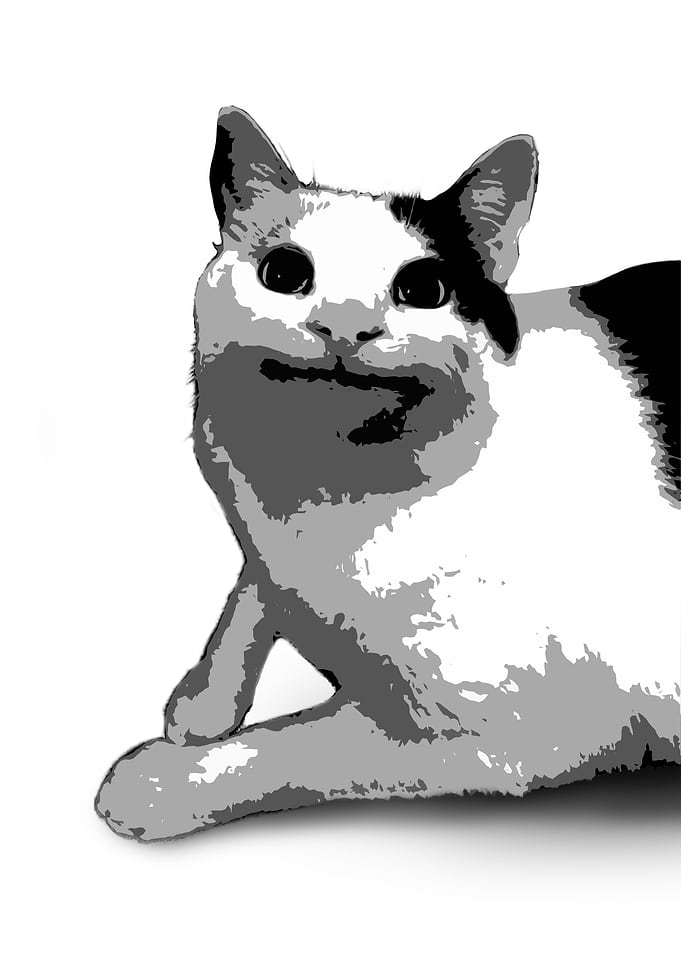 Cat Meme