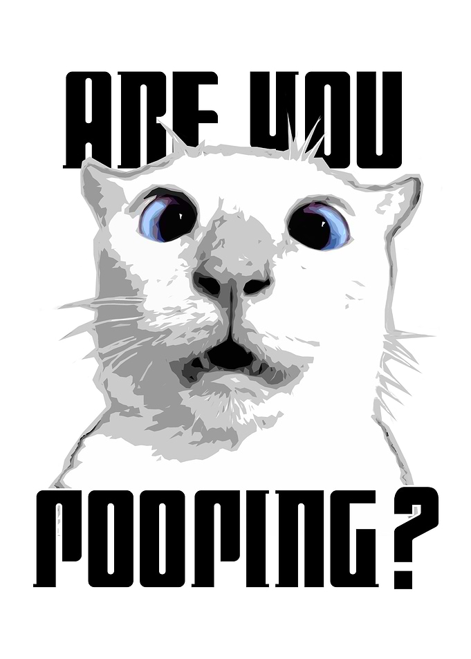 Cat Meme
