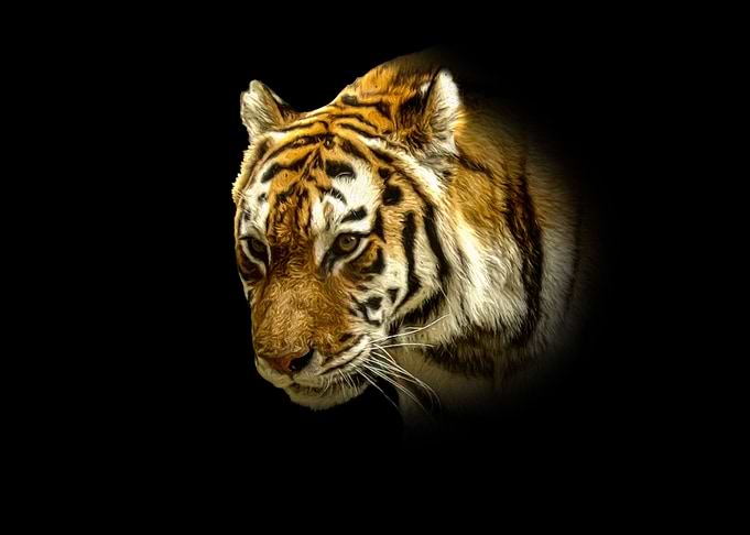 Tiger portrait