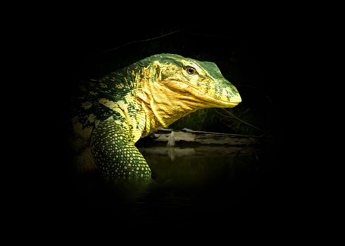 Monitor lizard