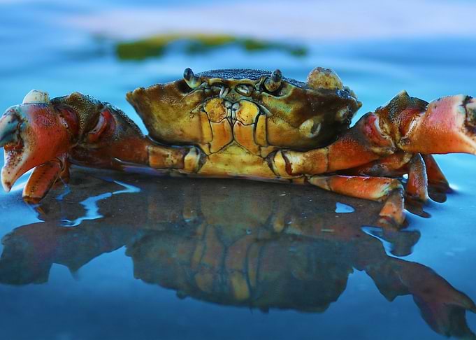 Crab Landscape