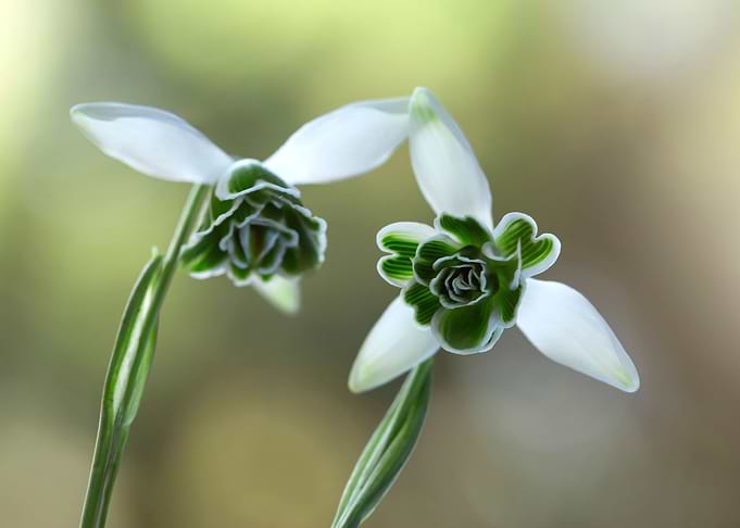 Spring flowers