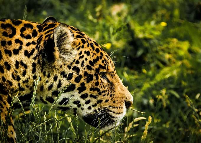 Brown Leopard Wilderness
