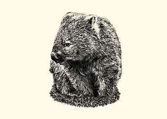 Wombat
