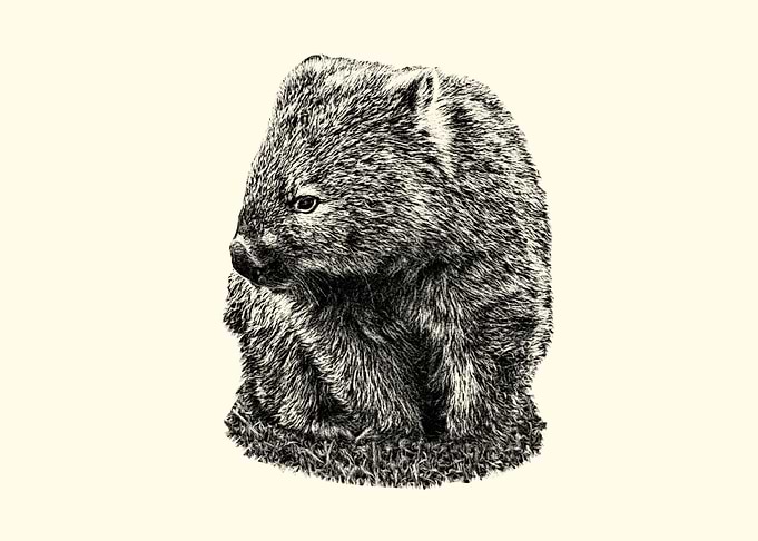 Wombat