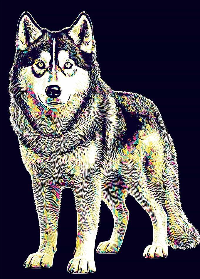 Dog Husky pop art