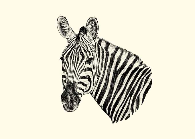 Zebra portrait