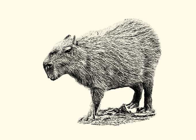Capybara