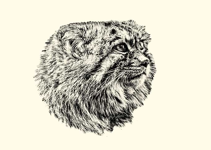 Manul portrait