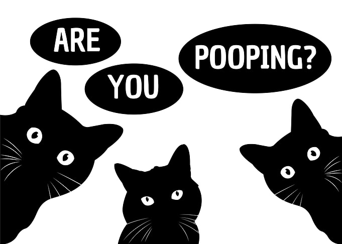 Black Cat Are You Pooping