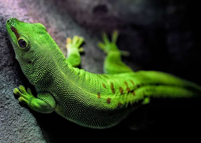 gecko madagascar