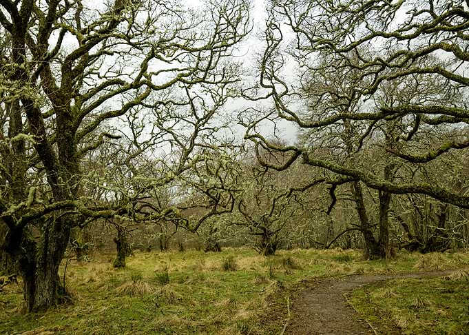 Strange Trees