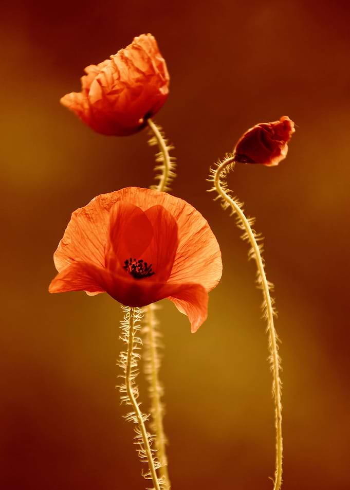 Red Poppy